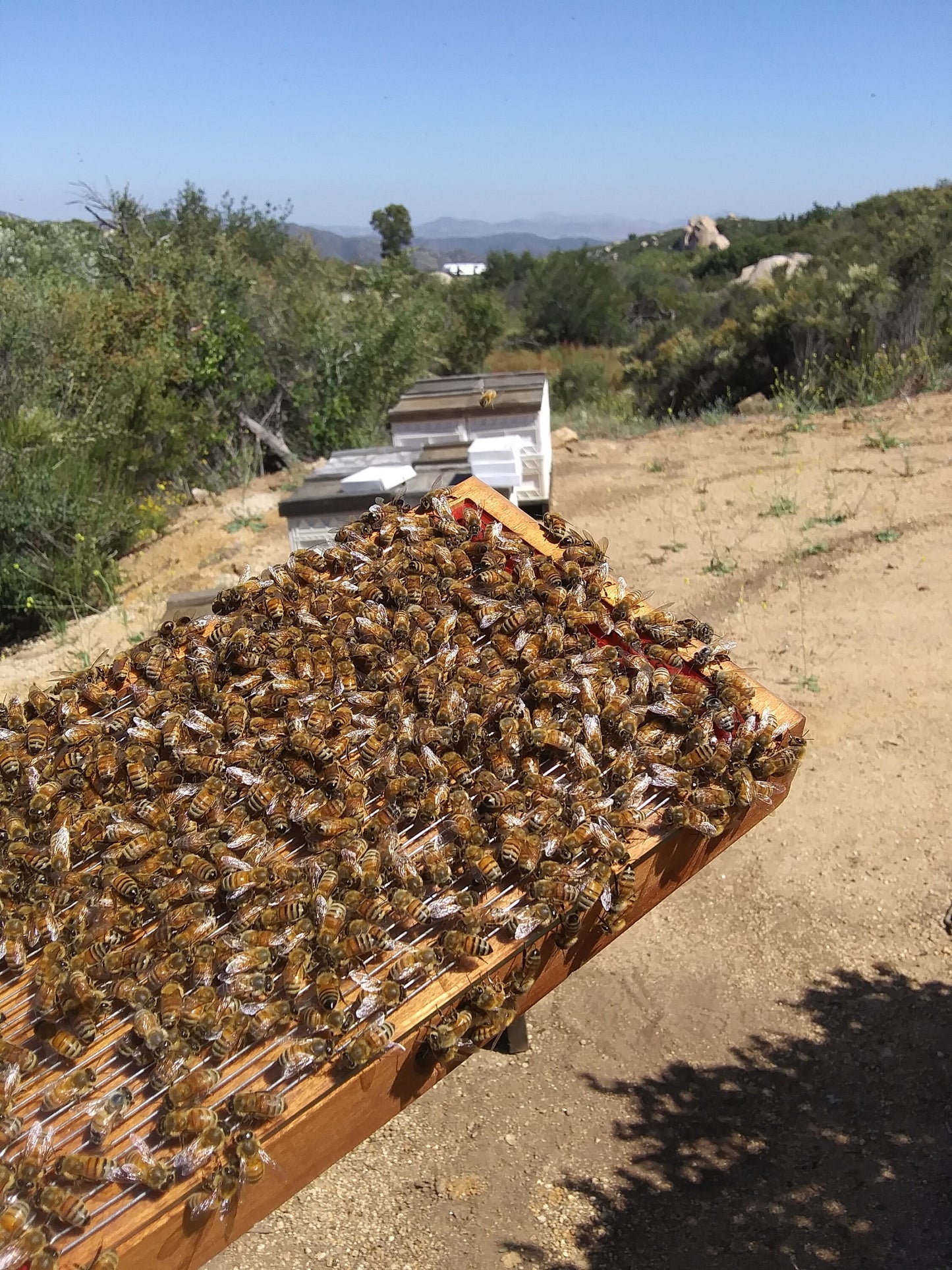 APIS Bee Venom Serum with Royal Jelly and Manuka Honey